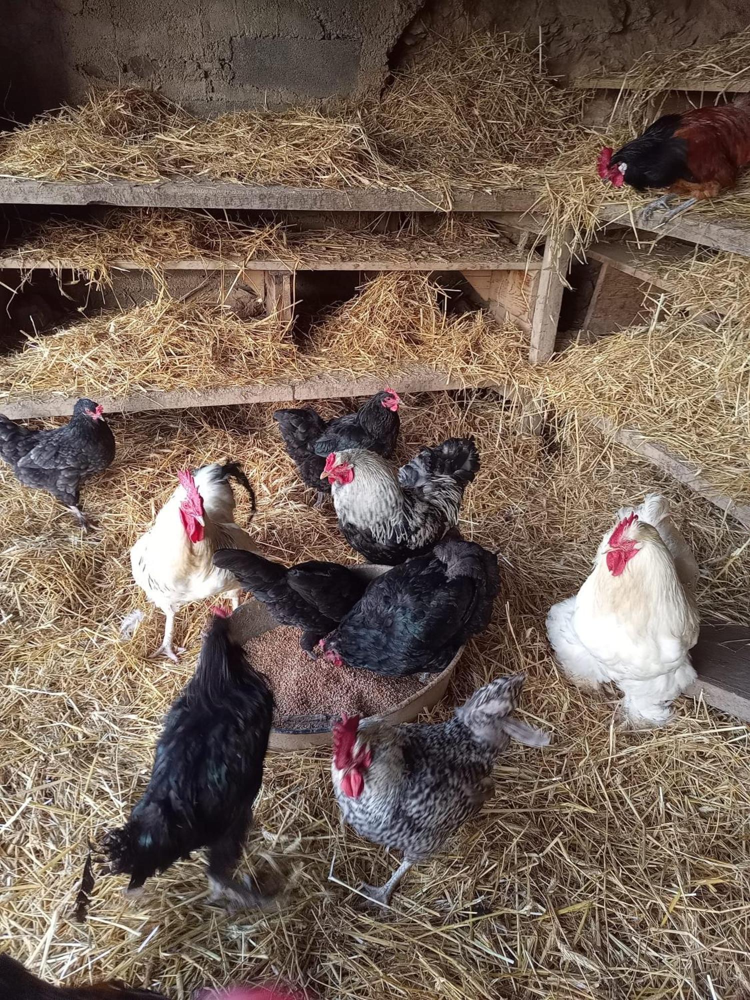 La Ferme Des Cevennes Hotel Florac Eksteriør billede